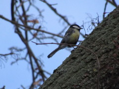 Parus major