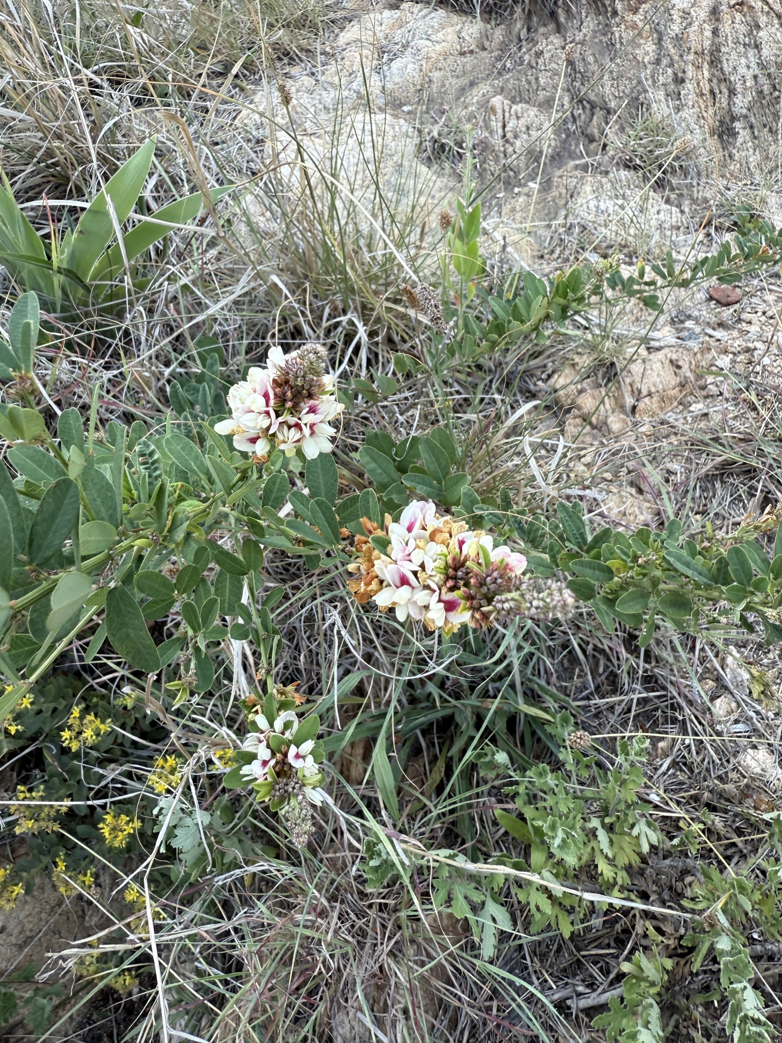 Dahurian Lespedeza (Lespedeza daurica)