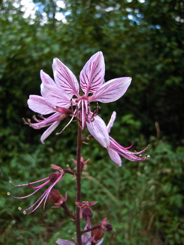 Dictamnus albus
