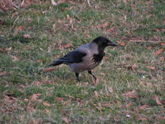 Corvus cornix