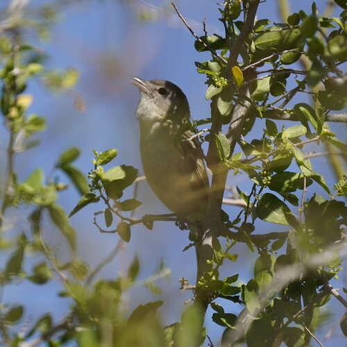 Bell's Vireo (Vireo bellii), photo 5