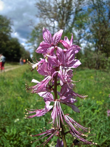 Dictamnus albus