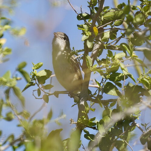 Bell's Vireo (Vireo bellii), photo 6