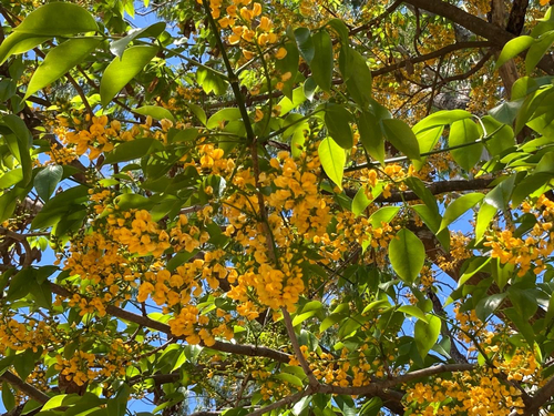 Platymiscium pinnatum - Leaves