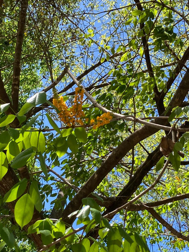 Platymiscium pinnatum - Whole tree