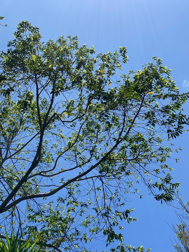 Platymiscium pinnatum - Leaves