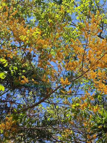 Platymiscium pinnatum - Leaves