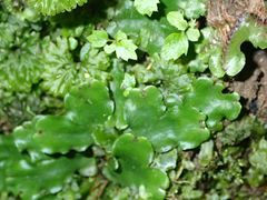 Marchantia foliacea