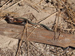 Diadophis punctatus amabilis