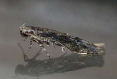 Agnippe prunifoliella