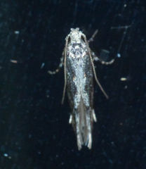 Agnippe prunifoliella