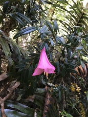 Philesia magellanica