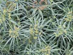 Cyperus