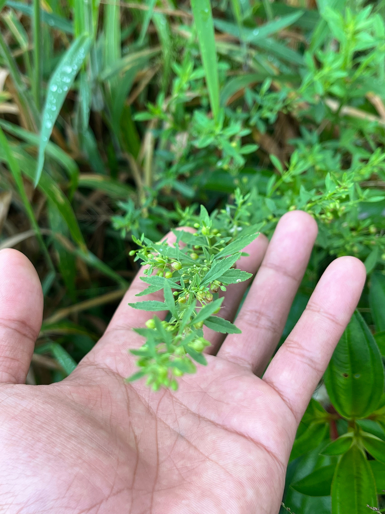 Jaka tua (Scoparia dulcis)