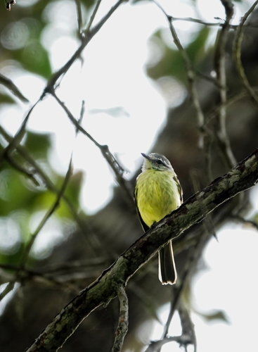 Forest Elaenia (Myiopagis gaimardii)