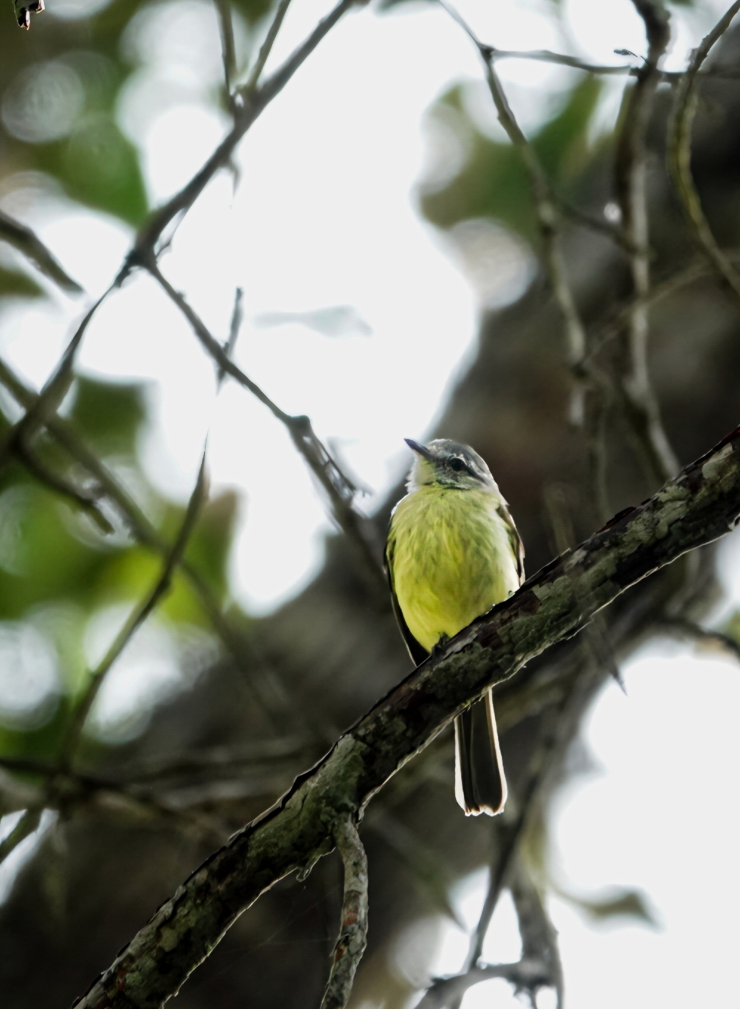 Forest Elaenia (Myiopagis gaimardii), photo 1