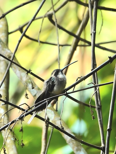 Pale-bellied Hermit (Phaethornis anthophilus)