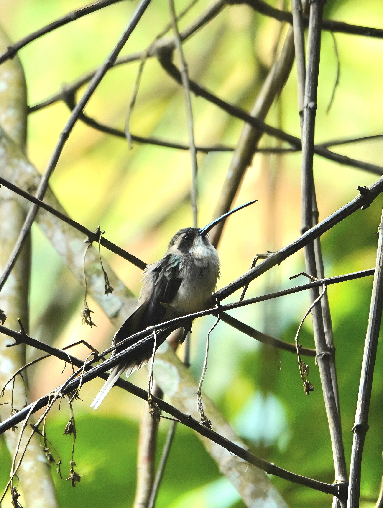 Pale-bellied Hermit (Phaethornis anthophilus), photo 1