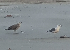 Larus dominicanus