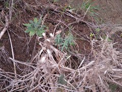 Pimelea tomentosa