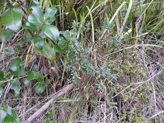 Pimelea tomentosa