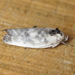 Antaeotricha