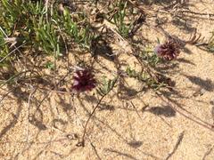 Porophyllum linifolium