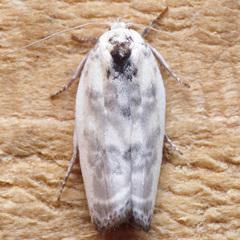 Antaeotricha