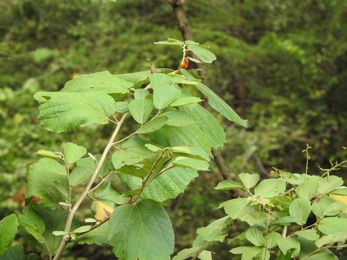 Helicteres isora (Helicteres isora)