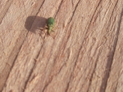 Pachyrhinus lethierryi
