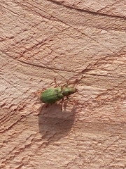 Pachyrhinus lethierryi