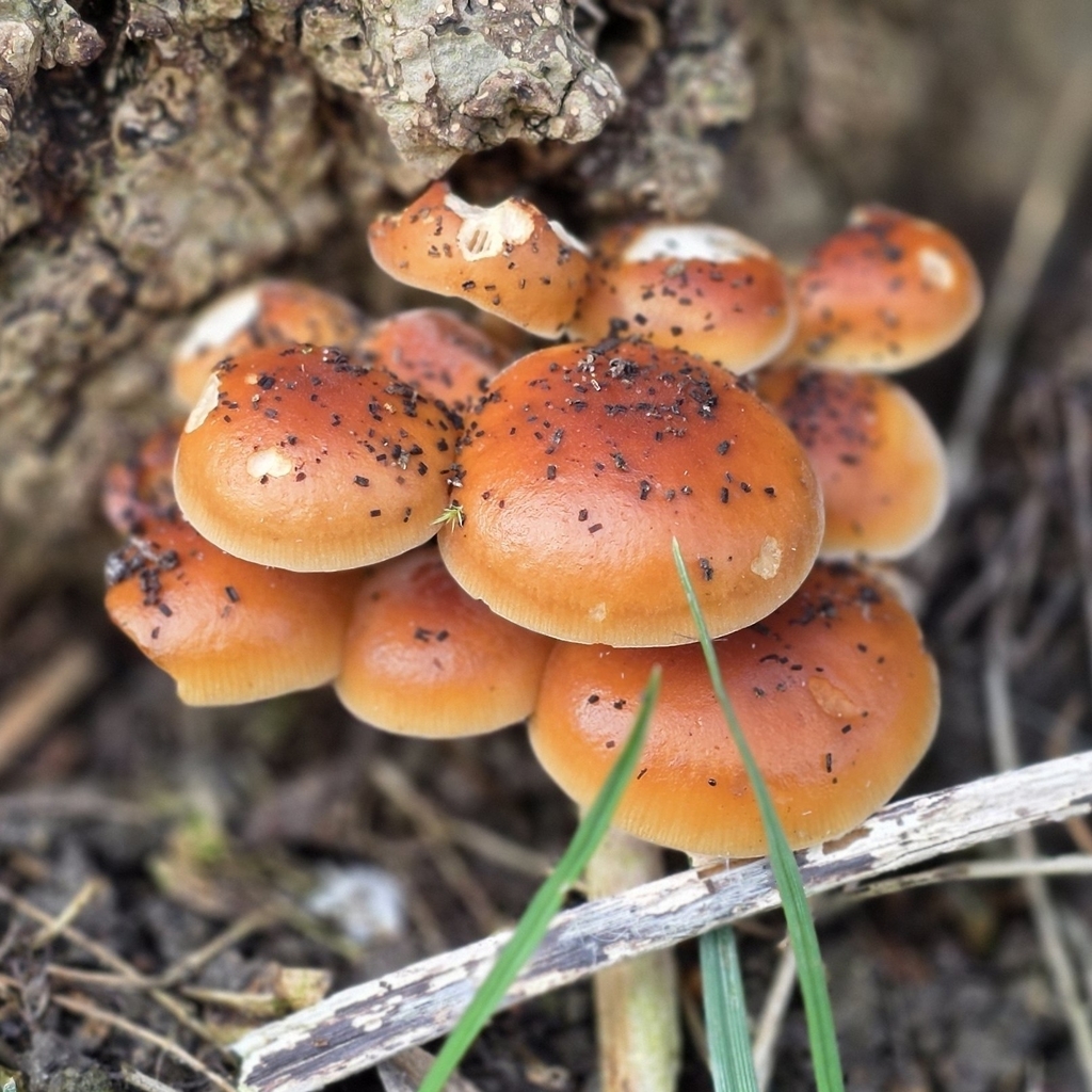 Flammulina · March 2026 · photo: © sabear (iNaturalist, cc0)