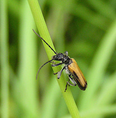 Anogcodes melanurus