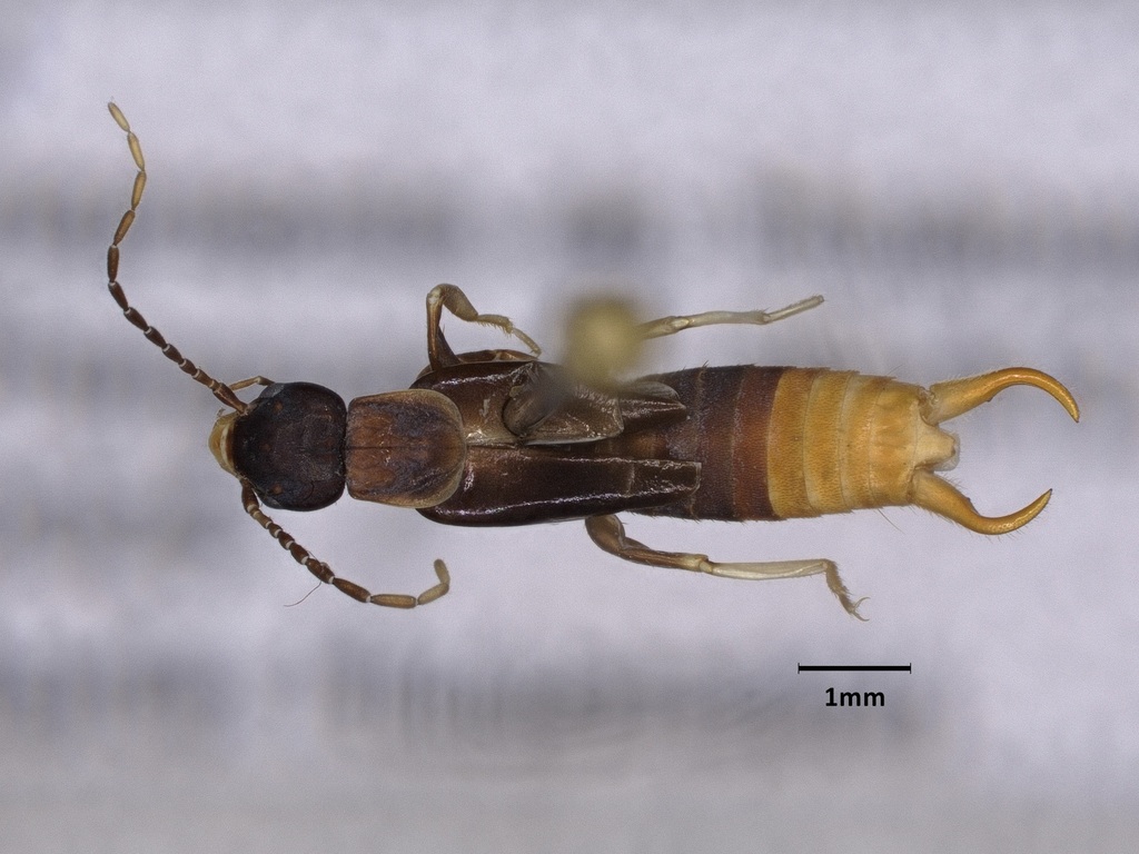 Marava rotundata
