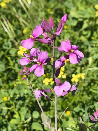 Moricandia moricandioides, photograph 4