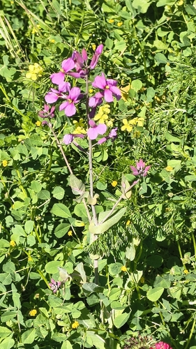 Moricandia moricandioides, photograph 5