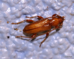 Curtomerus flavus