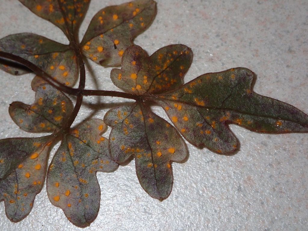 Coleosporium puawhananga