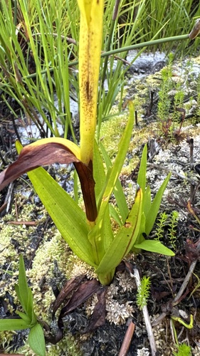 Vlei Disa (Disa racemosa)