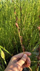 Disa racemosa, photograph (c) Павлик Лисицын, some rights reserved (CC BY)