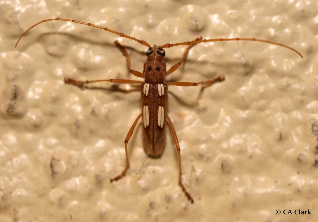 Eburia quadrimaculata