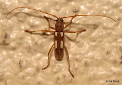 Eburia quadrimaculata