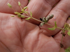 Cerastium brachypodum
