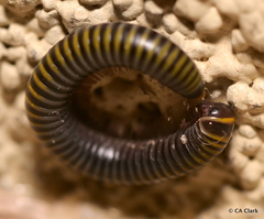 Rhinocricidae