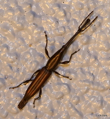 Nemocephalus