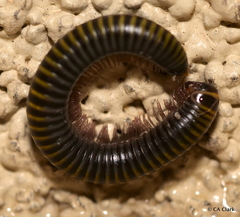 Rhinocricidae