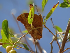 Charaxes varanes