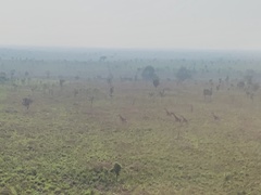 Giraffa camelopardalis antiquorum