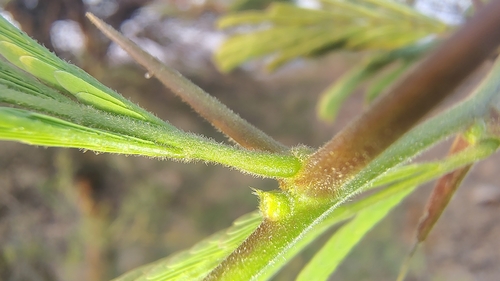White Bark Acacia (Vachellia leucophloea)