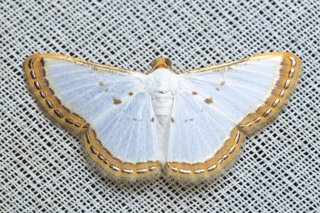 Leuciris institata